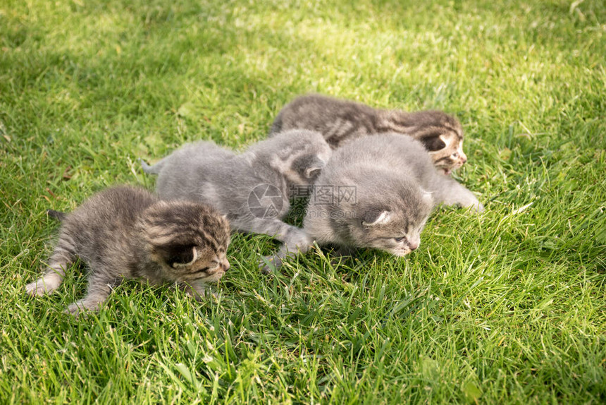 四只毛茸的小猫生命的第一天绿草背景上的猫两只猫是灰色的图片