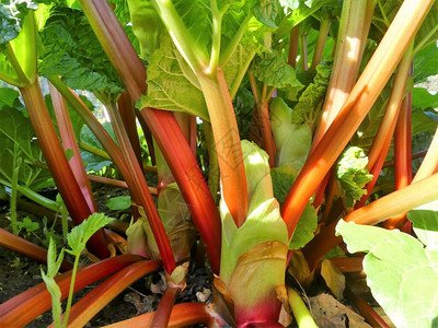 种植蔬菜时生长的rhubarbRheumrhabarba图片