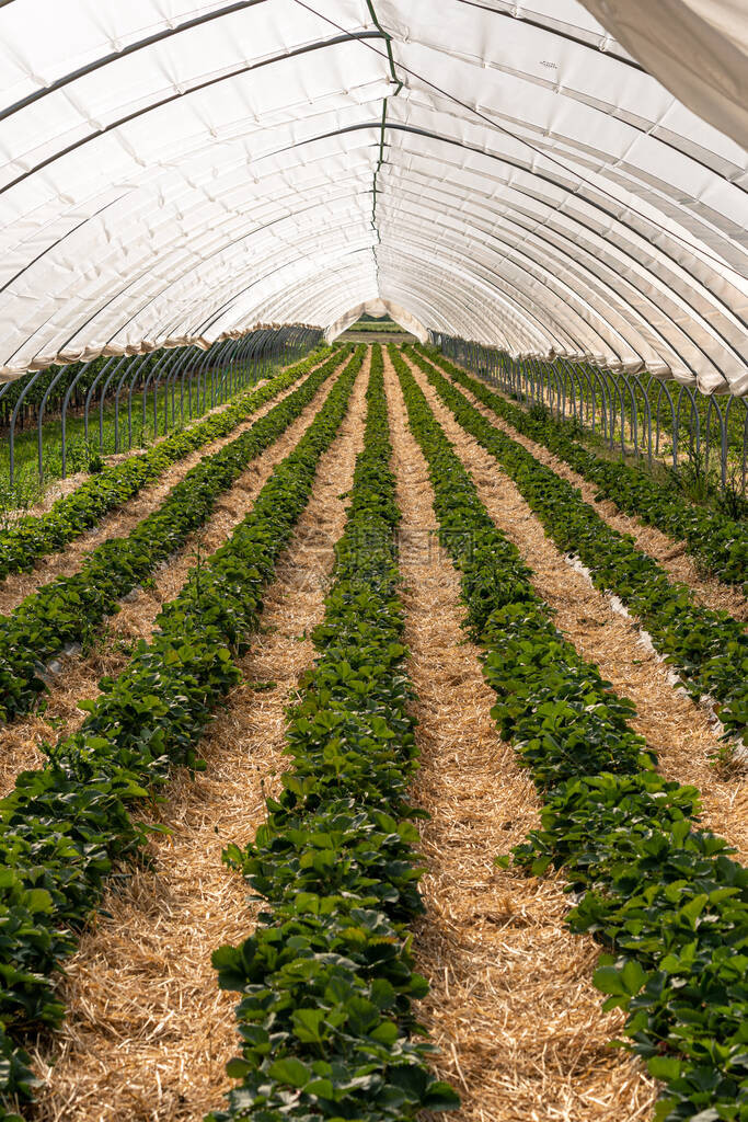 草莓隧道温室的大型草莓植物图片