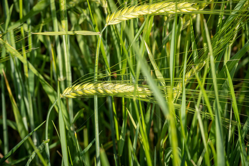 野外种植的黑麦绿色图片