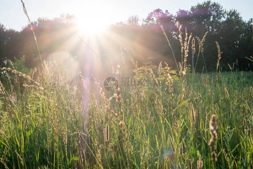 日落时太阳光照耀着田野中的草地和花朵俄罗斯图片