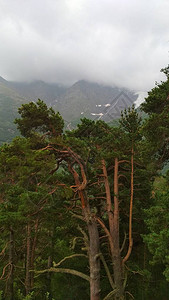 绿色高加索山脉的全景图片