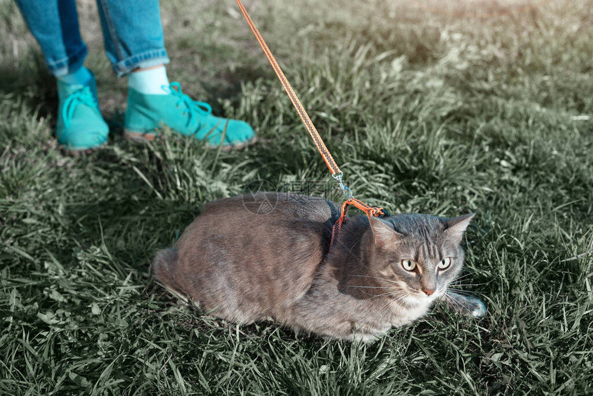 女主人在城市公园的草坪上用皮带领着她的猫走图片