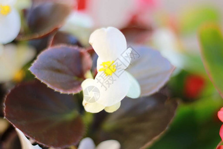 黄心白花朵图片