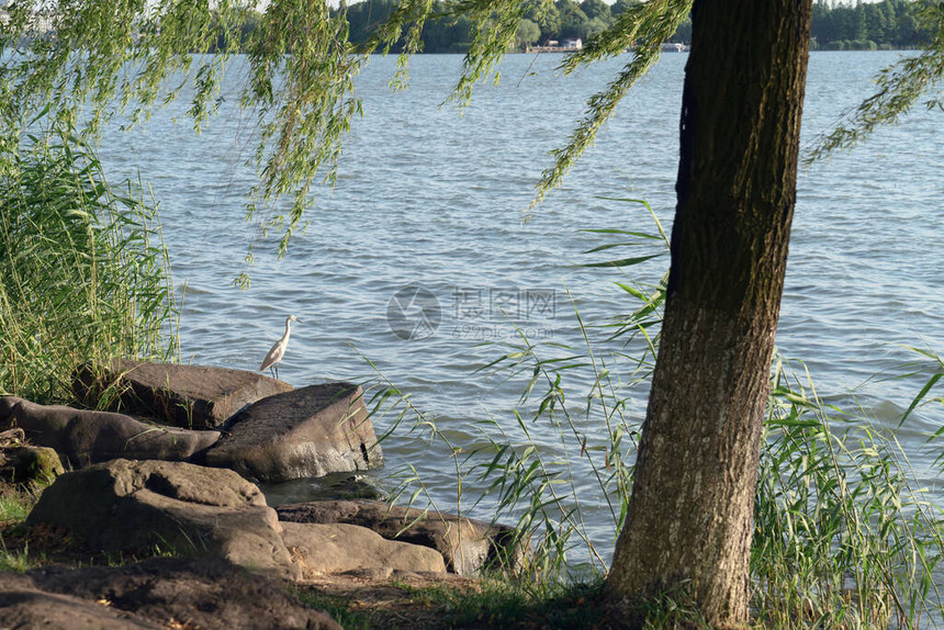 柳树和湖边的鸟儿在中图片