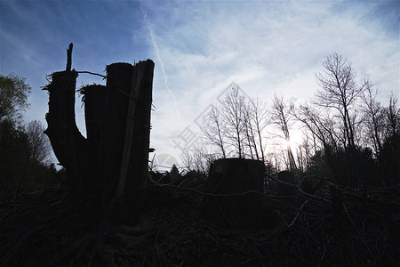 森林中砍伐树木的剪影图片