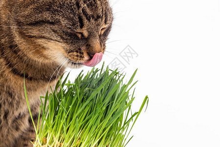 灰色的家居小猫吃新鲜绿草图片