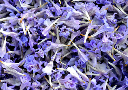 Glechomahederacea背景紫色花堆背景图片
