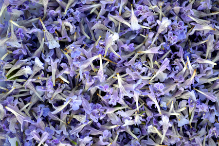 Glechomahederacea紫色花堆图片