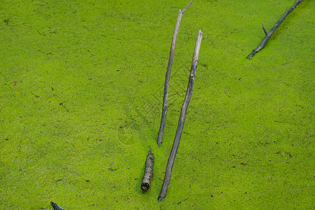 乌克兰森林湖中的鸭草表面水中的木头自然腐图片