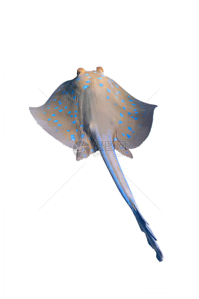 BluespottedRibbontailRayTaeniuralymma孤立在白色背景上关闭在埃及红海翱翔的危险水下斑点黄貂鱼图片