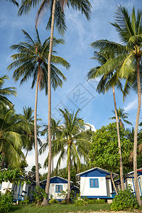在棕榈树附近的海滩上的房子以图片