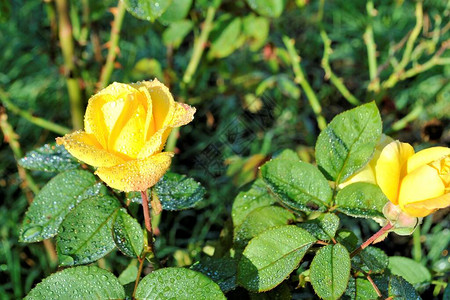 美丽的黄花玫瑰绿叶特写自然浪漫的花园图片