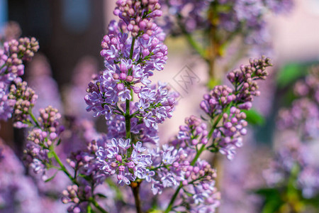 与春天丁香花的绿色分支紫色花朵特写图片