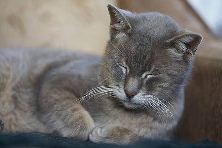 睡在沙发靠垫附近的灰色短毛猫图片