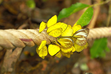许多紧闭的黄蝴蝶在长绳上图片