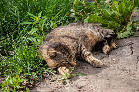 猫在夏日午后睡在绿草上图片