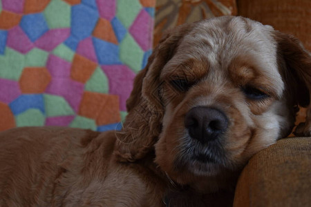 在家沙发上的狗可卡犬图片