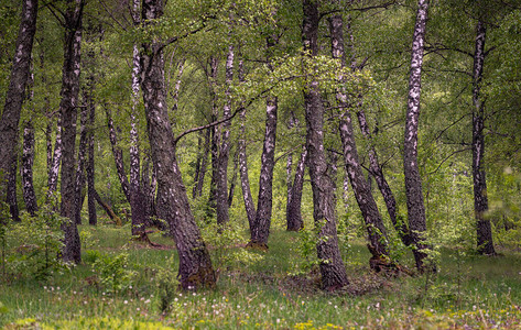 喀尔巴阡山脉白桦林景观图片