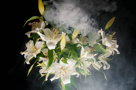 百合分支在黑色背景上的光线娇嫩的白花大气暗摄影中花朵的轮廓节日鲜花背景图片