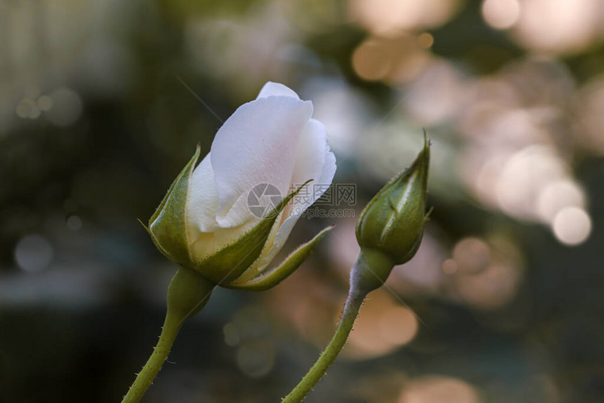 花园里的白色玫瑰花图片