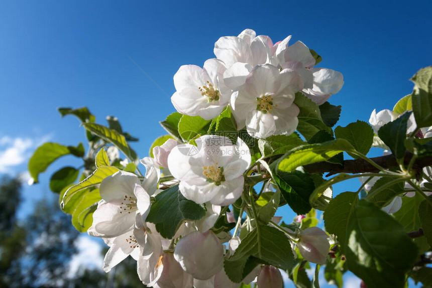 春季壁纸花园里有白色美丽的图片