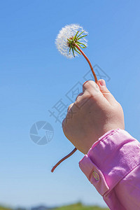 白色蓬松的蒲公英花在清澈的蓝天背景下的小孩手中图片