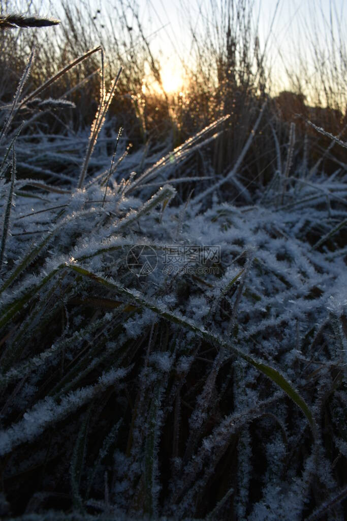 草地上的新雪和黎明图片