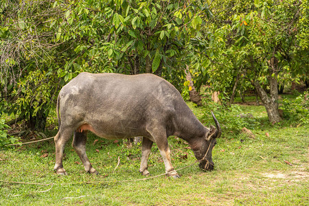 一只大角水牛在绿热带丛林图片