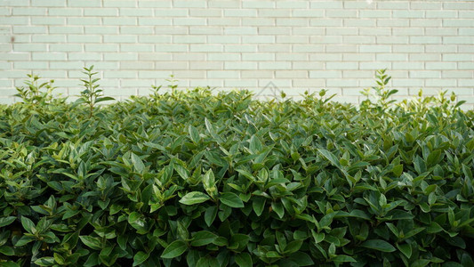 白色砖墙背景下的绿色灌木图片
