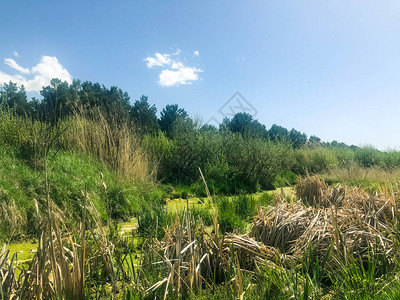草和天空森林里的稻田图片