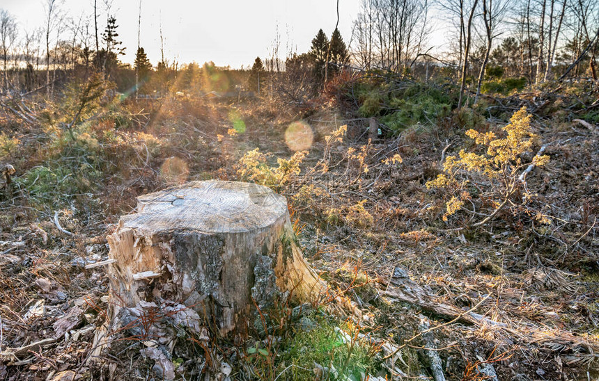 日落照亮的老松树存根今年冬天工业林砍伐后到处都留下树枝的林区的空地瑞典林业现代的现图片