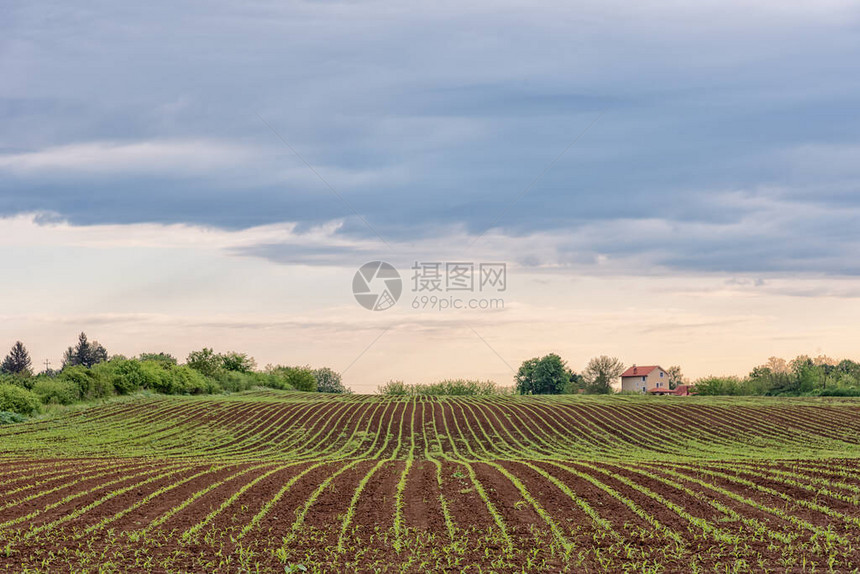 春时玉米叶生长在一片田地中云量图片
