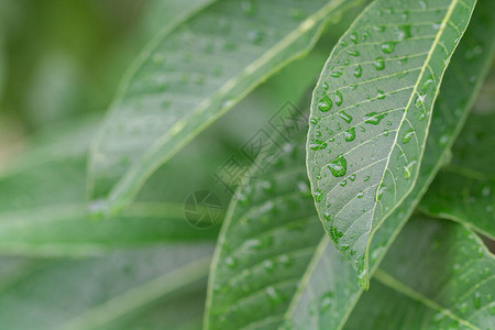 水滴和绿叶纹理背景图片