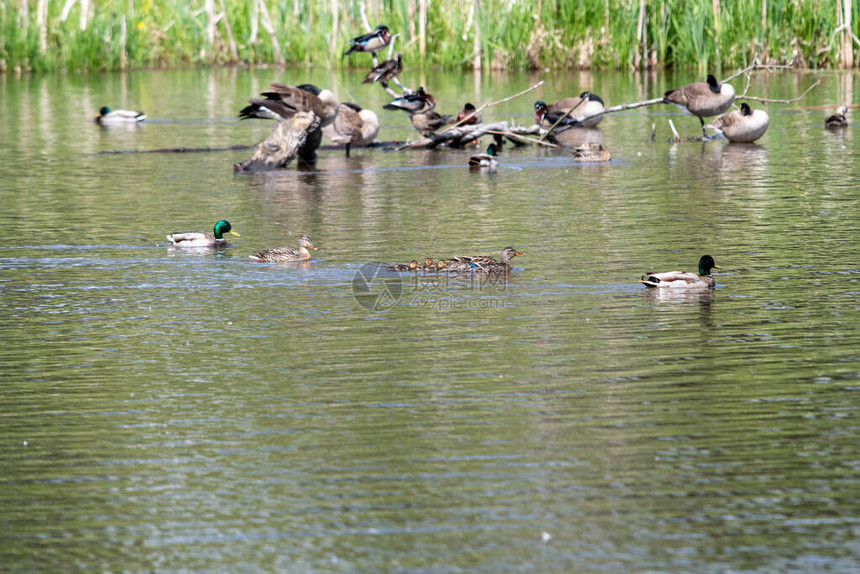 Mallard家族游过湖面图片