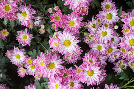 广角花园中的紫菊花和绿叶绿叶背景的天然菊花或菊花束图片