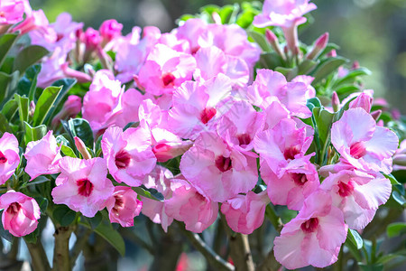 热带的frangipani盆骨树花朵在花园中开花当春天到图片