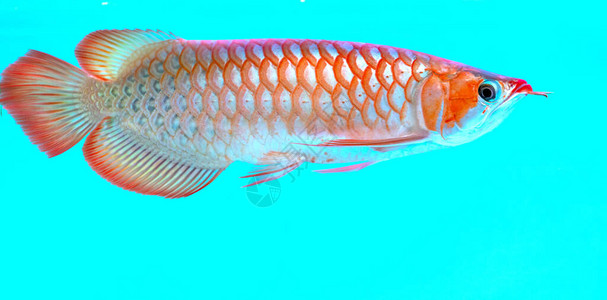 水族馆中的金龙鱼背景图片