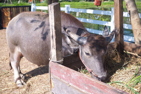 泰国的水牛在农场里吃草图片
