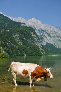 水湖中的奶牛SchnauamKn图片