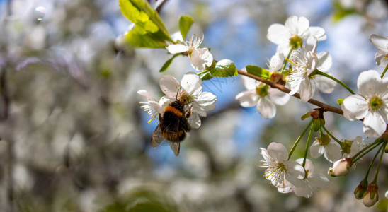 一只大蜜蜂在樱花开上春天蜜蜂对花进行图片