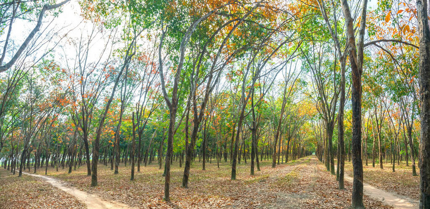 热带橡胶林改变树叶季节图片
