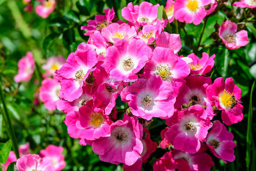 花园里有新鲜艳的粉红玫瑰和绿叶的大绿灌木图片