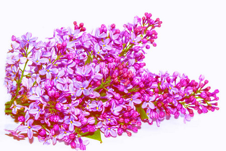 春天的花朵丁香孤立在白色背景上背景图片