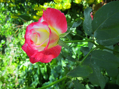 淡的粉红色香水玫瑰在花园的绿叶间绽放图片