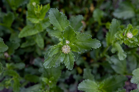 花园里一朵野雏菊的未开花芽图片