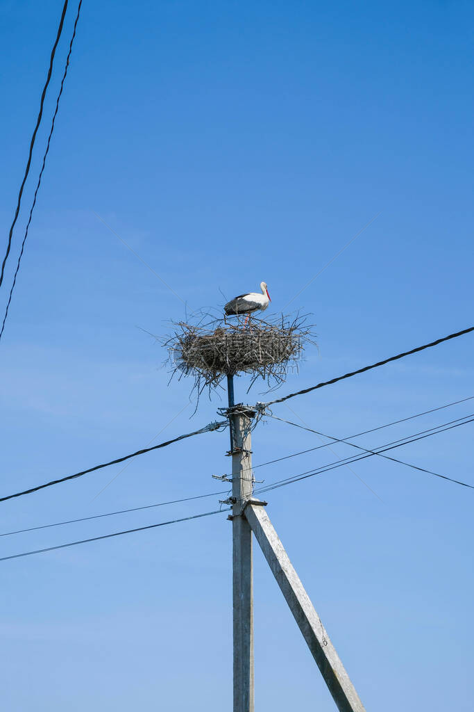 白鹳Ciconiaciconia站在巢中鸟巢建在电线杆上电线穿过天空垂直图图片
