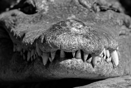 黑白和黑白背景上与牙片隔绝的克罗科迪尔Croc图片