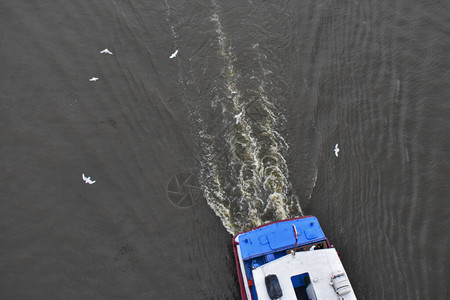 海鸥在船周围飞翔图片