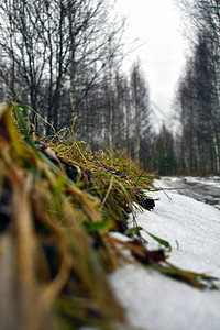 春天的雪在树林里融化图片